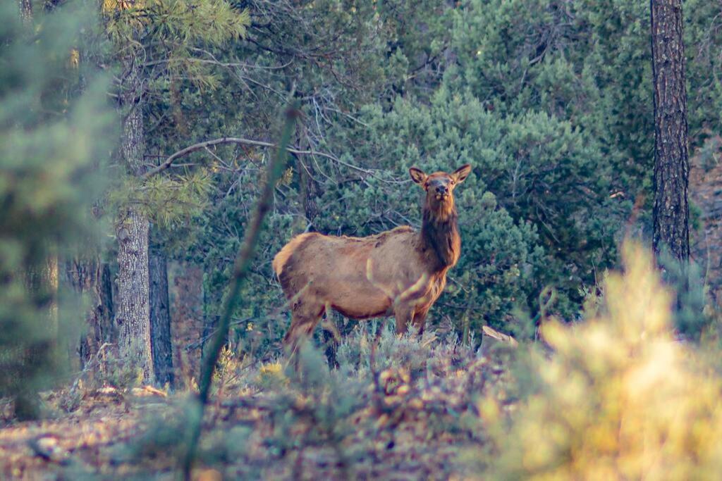 Forest Cabin 6 Enchanted Forest Βίλα Payson Εξωτερικό φωτογραφία